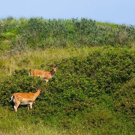 Duebbel نورديرني